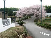 20100411sakura-1.JPG