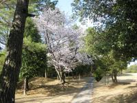 20100411sakura-3.JPG