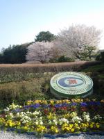 20100411sakura-5.JPG