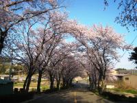 20100411sakura-6.JPG