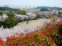 20100411sakura-7.JPG