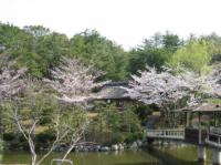 kanehirasakura.jpg